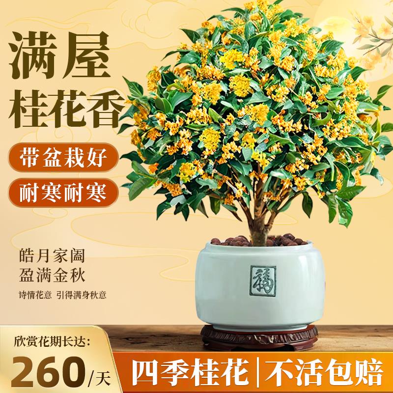 桂花树苗四季桂盆栽带花苞浓香型室内阳台庭院懒人好养开花卉植物
