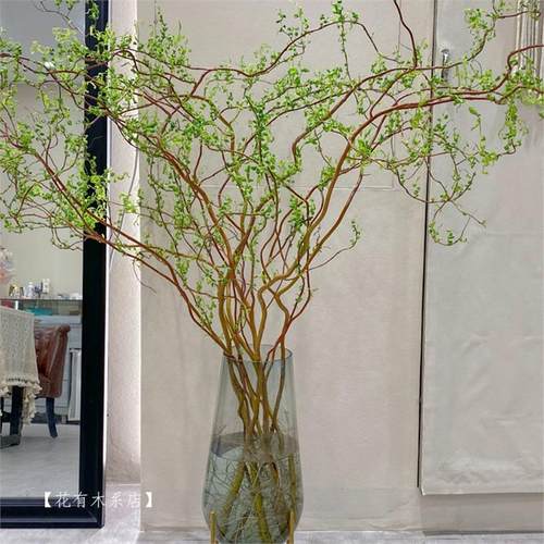 龙柳鲜枝客厅水培植物