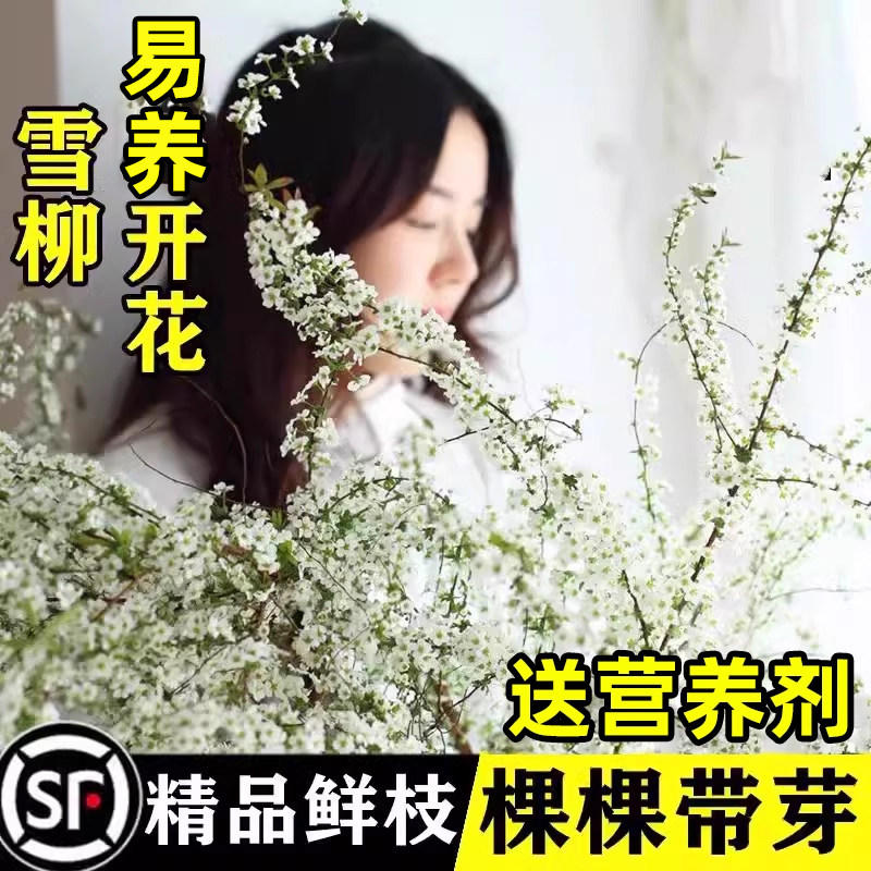 雪柳鲜枝带花苞干枝水养银柳真花客厅摆件龙柳水培绿植物花卉室内