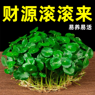 铜钱室内草大叶植水培植物 金钱草土培草小绿好养铜钱带叶盆栽四季