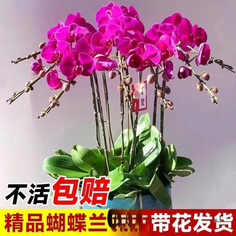 蝴蝶兰盆栽带花剑大苗好养活花卉