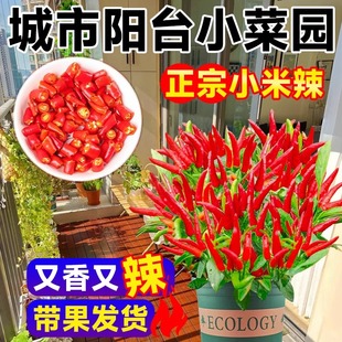 朝天椒盆栽带果小米椒苗小米辣辣椒苗特辣阳台四季开花结果绿植物
