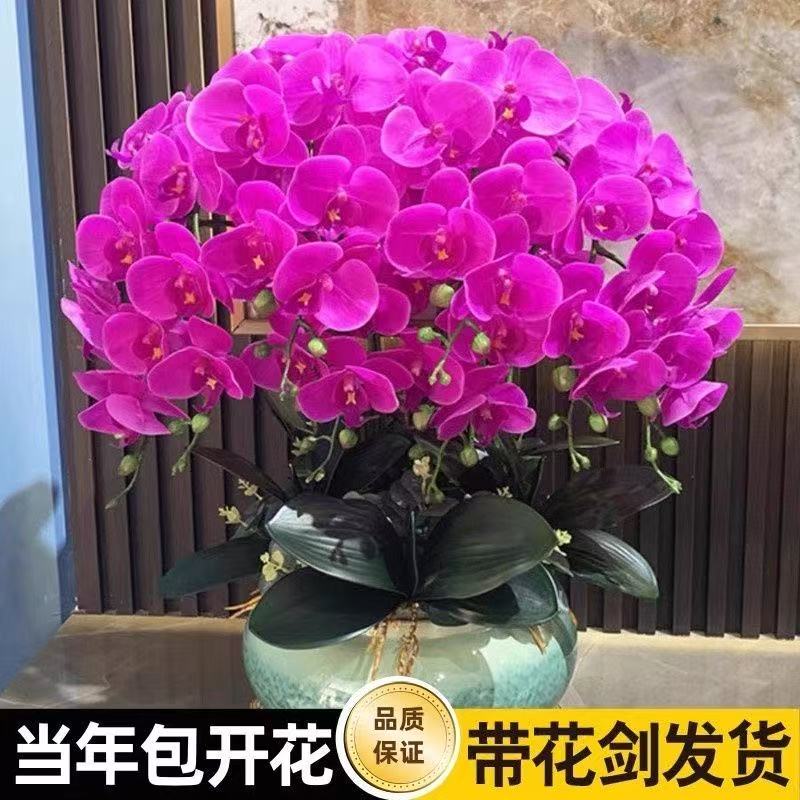 蝴蝶兰盆栽带花剑大苗好养活花卉