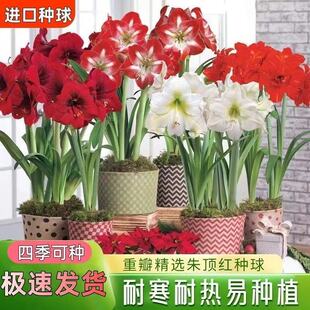 朱顶红荷兰重瓣特大朱顶红进口种球樱桃妮芙舞后阿弗雷易养种球