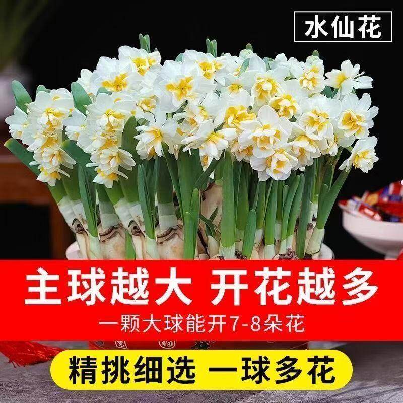 漳州水仙花种球水养盆栽室内绿植季季开花卉水培好养带花苞洋水仙,鲜花速递/花卉仿真/绿植园艺,时令草本花卉,淘宝优惠券,粉丝福利购,淘宝优惠卷