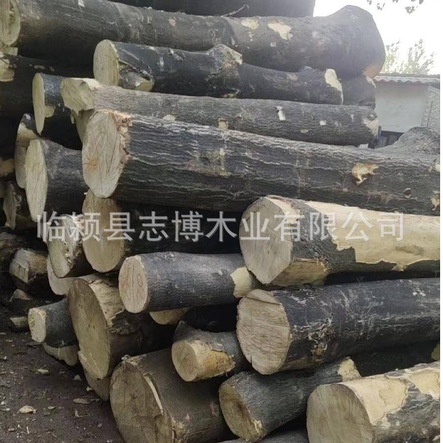 木料 原木 白椿木板材 白椿木木料 白椿木木材板 除虫白椿木