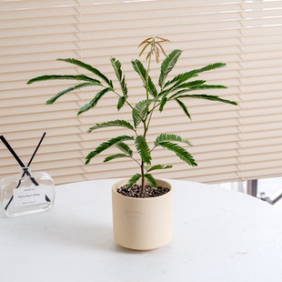 密叶猴耳环含羞树小豆树害羞猴子鸡髯豆网红室内盆栽绿植观叶阳台