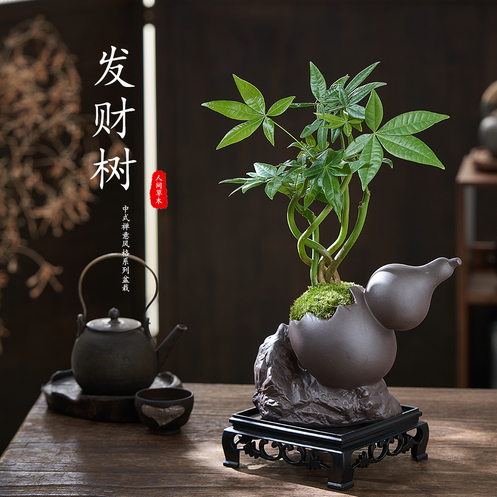 植绝发财树好养易活奇趣