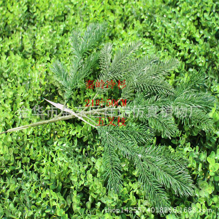 仿真亚洲植物秦岭冷杉云杉水杉秦岭杉兴安落叶松红白杉木冷杉