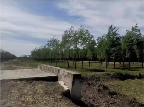 红星乡三合村红星亚麻厂西南地，占地面积180亩，杨树株数7264颗