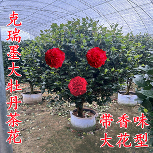 大颗克瑞墨茶花盆栽树苗红色香妃牡丹带香味巨型阳台花卉植物庭院