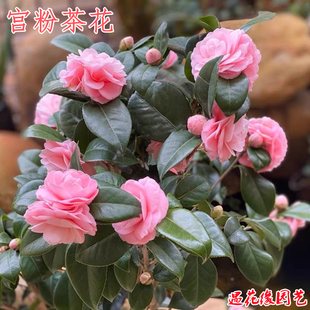 宫粉茶花树苗盆栽带花苞小桃红名贵品种福建龙岩精品植物阳台好养