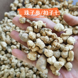 珠子参 别名珠儿参 扣子七 钮子七 纽子七 疙瘩七 中药材新货