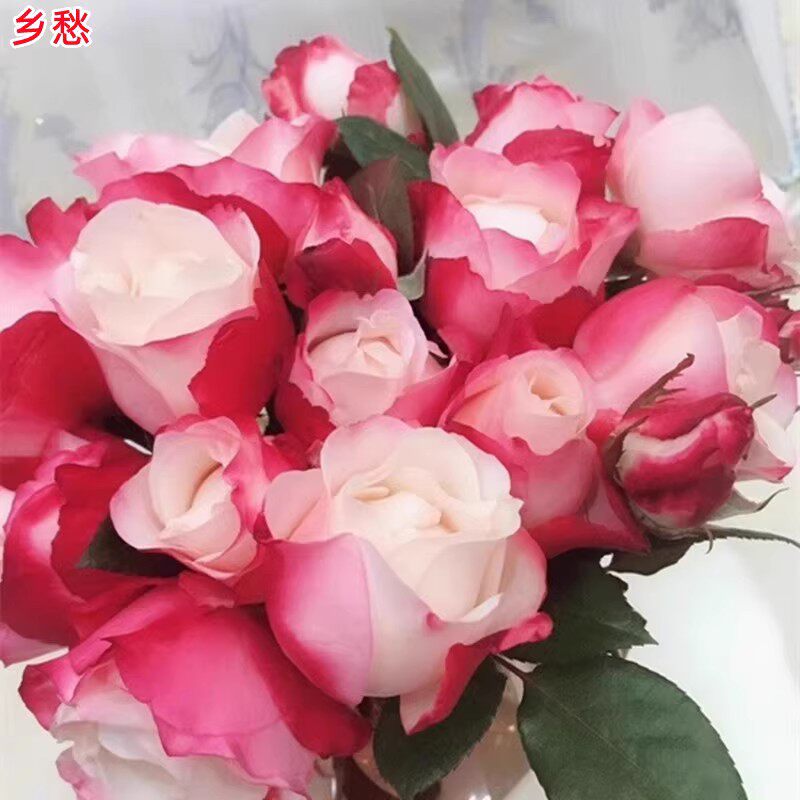 德国丹陶思乡/乡愁月季大花浓香庭院阳台盆栽花卉四季开花