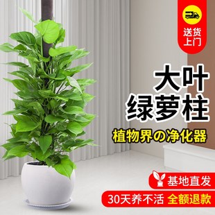 大叶绿萝柱盆栽客厅大型绿植办公室内除甲醛净化空气新房好养绿箩