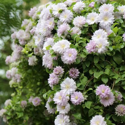 买三送光 买五任意送 沃金美女铁线莲庭院攀爬藤耐热Z绿植物花卉