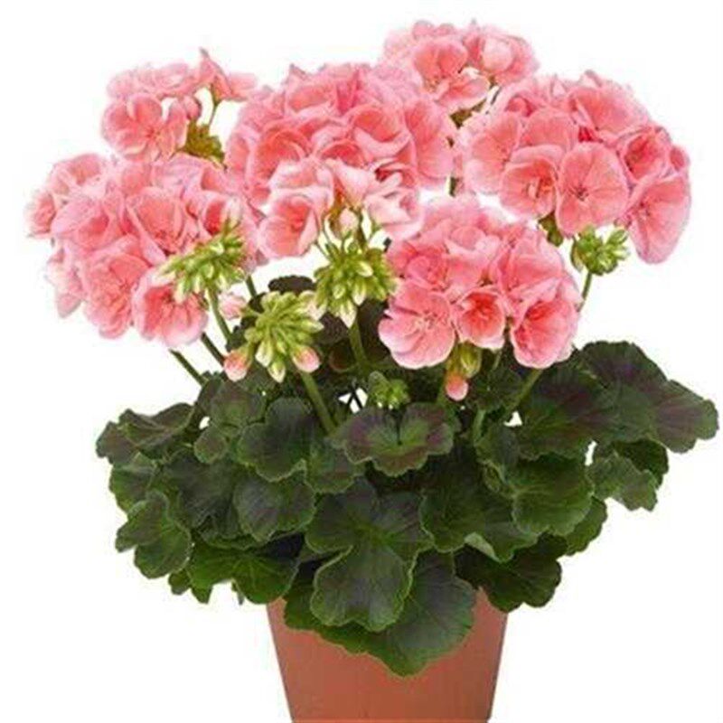 垂吊天竺葵盆栽j花卉花苗阳台吊重瓣万岁夏日玫瑰四季带花