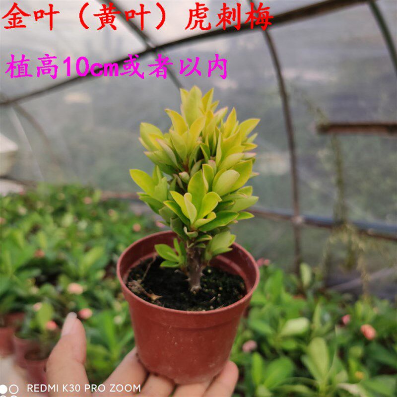 稀有新品种金叶花叶虎刺梅小叶金边铁海棠四季开花懒人盆栽耐暴晒