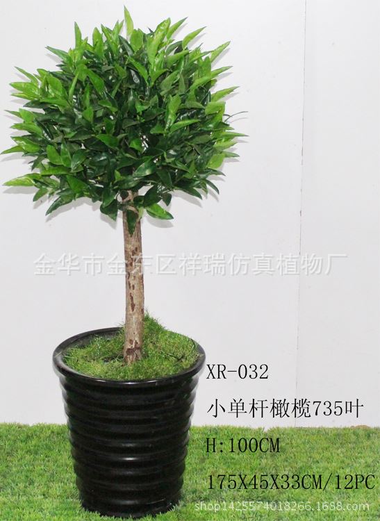 9米橄榄叶果树盆栽落地景观博物馆工程厂家