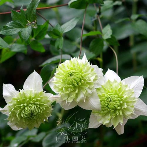 伟伟园艺 铁线莲 绿玉 小绿 白万重 F系四季开花盆栽庭院阳台露台
