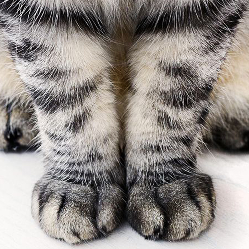 猫咪指甲剪专用猫爪神器猫咪用品剪刀幼猫指甲刀宠物指甲钳磨甲器