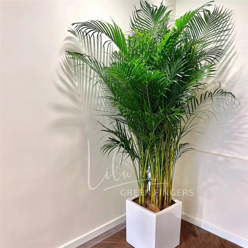 散尾葵盆栽室内办公室大型绿植花卉夏威夷竹吸甲醛凤尾竹盆景植物