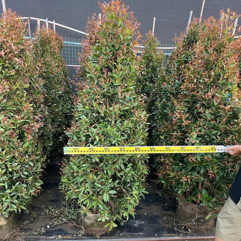 红车树苗盆栽塔型植物公园绿化四季常绿篱笆苗室外庭院阳台绿植树
