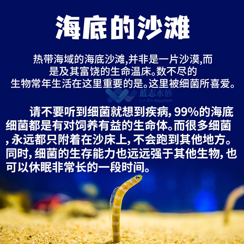 两只小鱼活沙细砂粗砂含天然菌群海水族鱼缸沙子免洗海缸底沙底砂