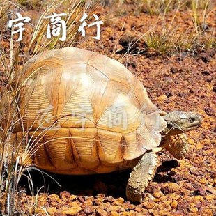 红土矿云南颗粒火烧红土兰花植料陆龟红土保湿垫材多肉花卉营养土