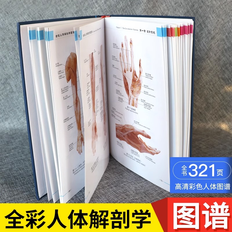 人体解剖学图谱全彩刨速记医