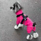 秋冬洋气小狗防寒超萌宠物专用防风狗狗冲锋衣外出加绒保暖棉服