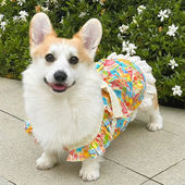 宠物衣服春夏超轻薄柯基法斗衣服宠物衣服可爱蝴蝶结公主风裙子