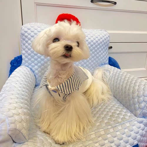 狗狗衣服春秋款ins居家薄款卡通背心网红马尔济斯小型犬小狗衣服