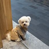 宠物衣服四季 复古侦探斗篷英伦领带格子披风中小型犬狗狗