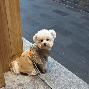 复古侦探斗篷英伦领带格子披风中小型犬狗狗 宠物衣服四季