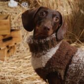 洋气防寒卡通腊肠犬冬季 毛衣秋冬宠物背心衣服毛衣冬天保暖泰迪