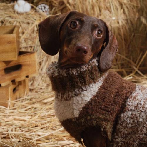 洋气防寒卡通腊肠犬冬季毛衣秋冬宠物背心衣服毛衣冬天保暖泰迪