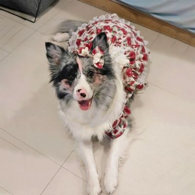狗狗衣服中大型犬裙子春秋舒适防掉毛夏装玫瑰公主裙同款狗狗裙子