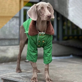 宠物狗狗大型犬冬季 棉袄加厚保暖绿色棉大衣萨摩拉布拉多金毛棉衣