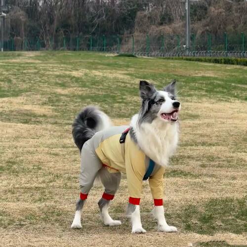 狗狗中大型犬春秋舒适四脚衣透气防晒防掉毛网红边牧雪纳瑞衣服