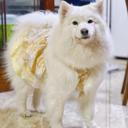 狗狗衣服中大型犬裙子春秋舒适防掉毛秋装洋裙公主风狗狗裙洋气