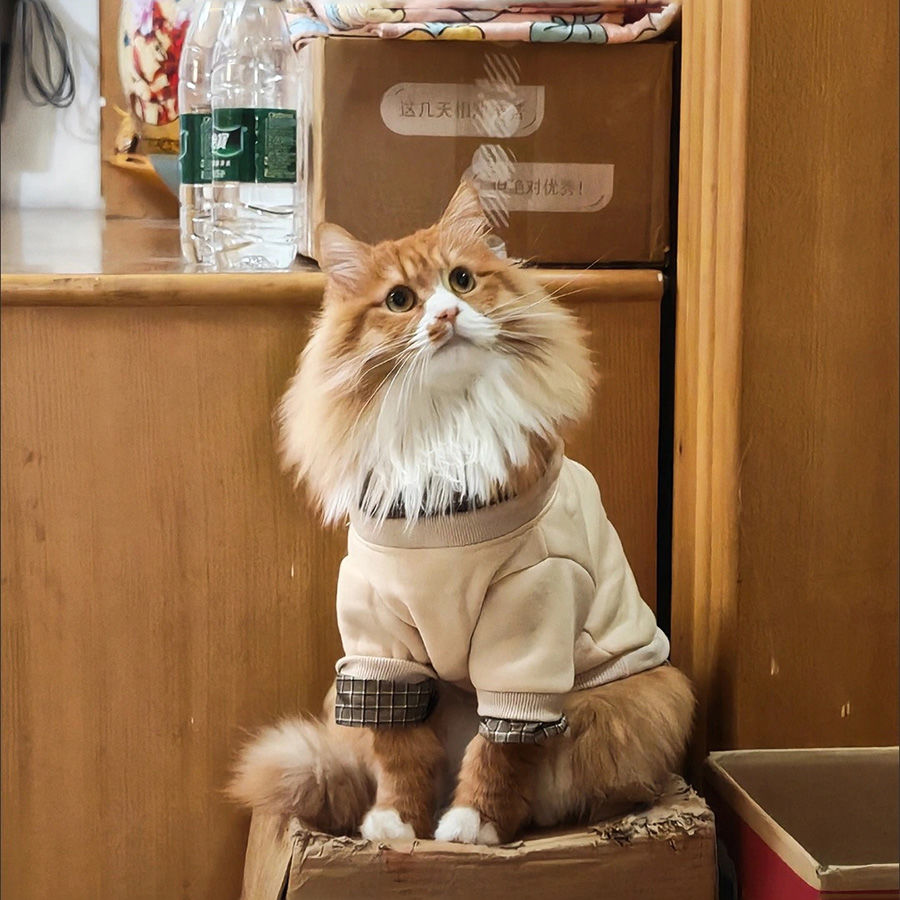 韩剧男主|宠物衣服秋冬茶杯犬秋季保暖博美雪纳瑞衣服无毛猫衣服