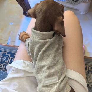 舒适帅气宠物猫咪狗狗衣服质感舒适春秋冬款 比熊腊肠网红衣 打底衫