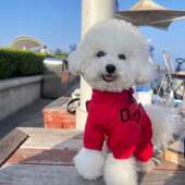 新款 洋气小狗帅气可牵引狗狗超萌宠物专用户外防风外出衣服冲锋衣