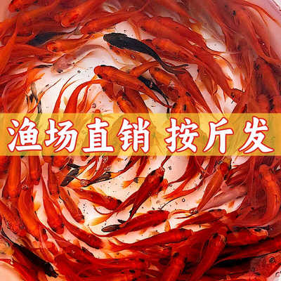 耐活小金鱼按斤草金锦鲤冷水鱼