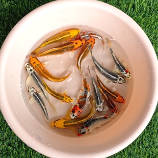 孔雀锦鲤金松叶银松叶锦鲤鱼红白三色锦鲤黄金冷水鱼观赏鱼活鱼