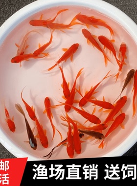 冷水鱼红草鱼小金鱼活体龙鱼发财鱼雷龙饲料鱼摆摊儿童乐园垂钓鱼