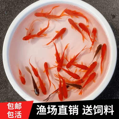 草金鱼红草鱼红草鱼冷水鱼淡水鱼