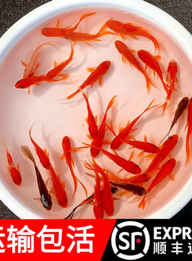 金鱼活鱼红草金耐养的鱼发财鱼龙鱼雷龙活体饲料鱼冷水鱼锦鲫闯缸