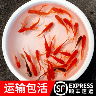 金鱼活鱼红草金耐养 鱼发财鱼龙鱼雷龙活体饲料鱼冷水鱼锦鲫闯缸
